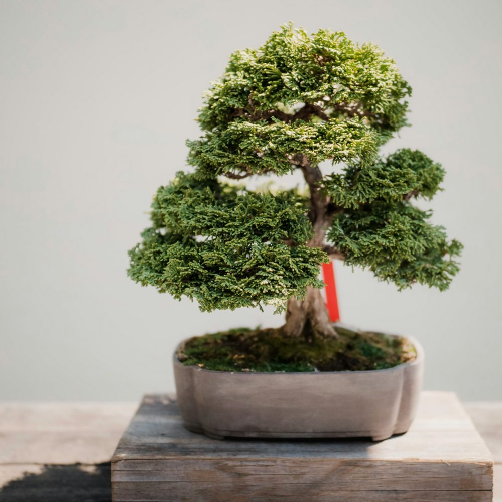 mark-tegethoff-TYUS-cXzy50-unsplash mark-tegethoff-TYUS-cXzy50-unsplash